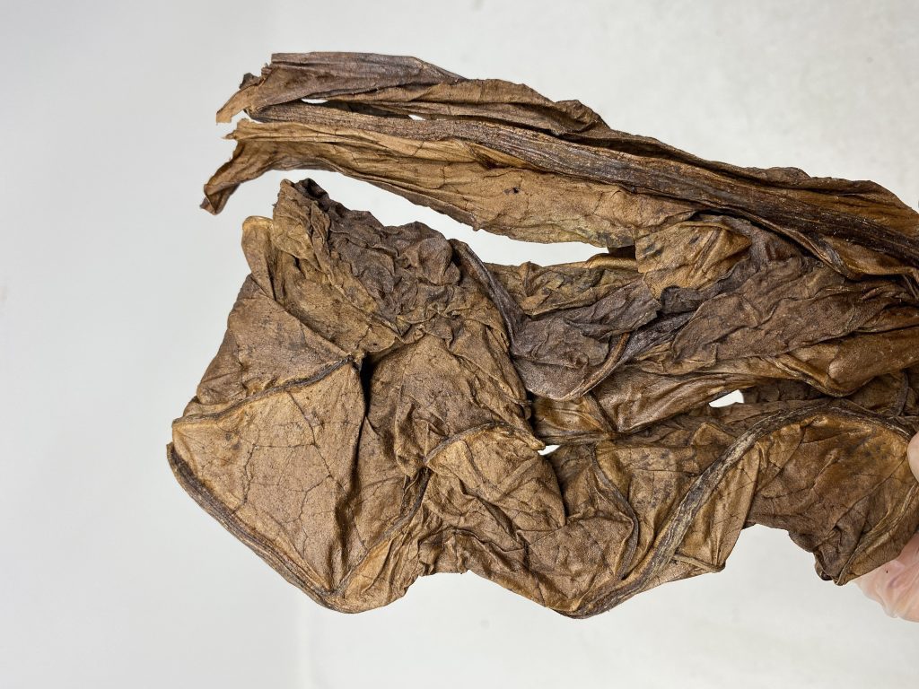 RED HERRING FULL LEAF RED HERRING FULL LEAF