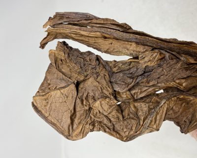 RED HERRING FULL LEAF