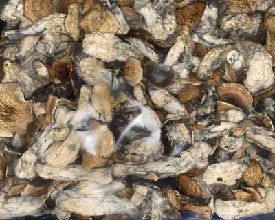 3.5g MUSHZOOMS - (SHROOM MEGA SALE) - Image 3