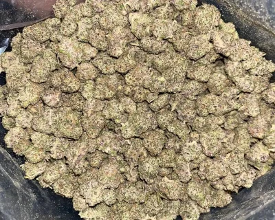 DANK SINATRA SMALLS (EXOTIC GAS) - Image 3