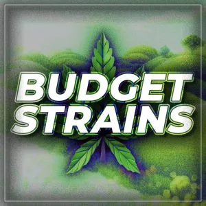 Buy Budget Strains Online