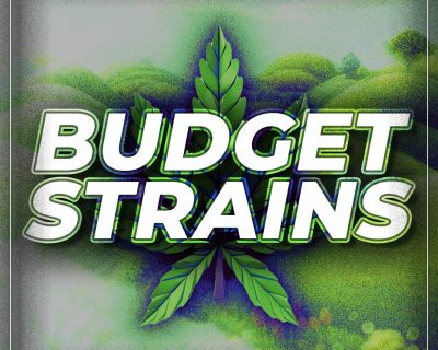 Buy Budget Strains Online