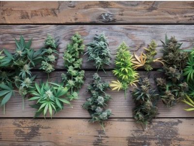 Kush Strains