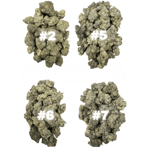 GAS FACE PHENOTYPES #2-7 (KINGSMEN BLOWOUT SALE) - Image 1