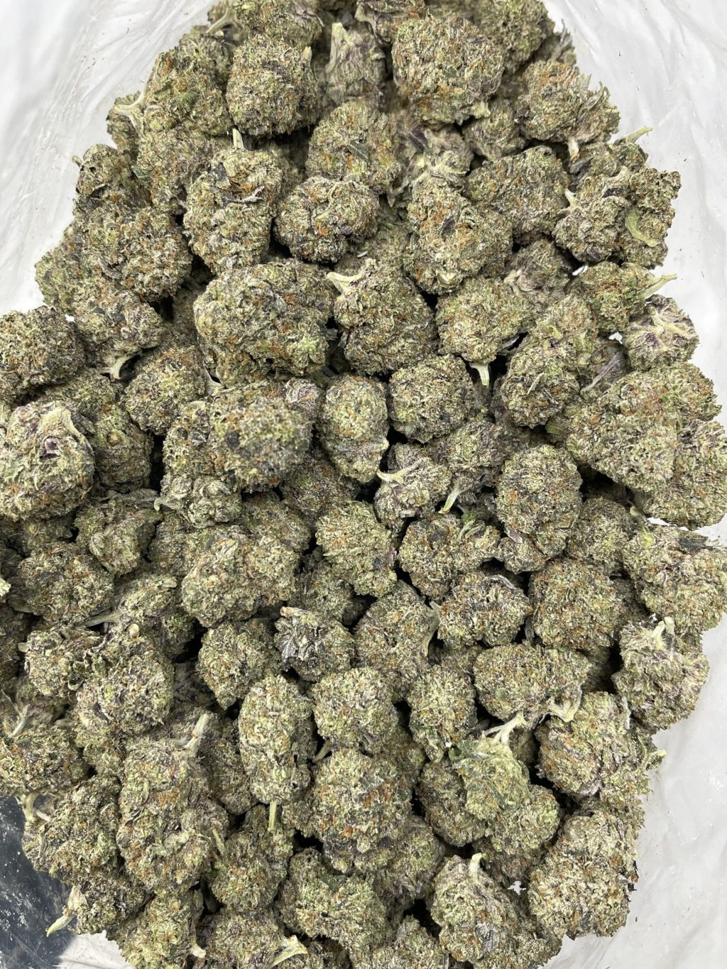 PINK ZOMBIE