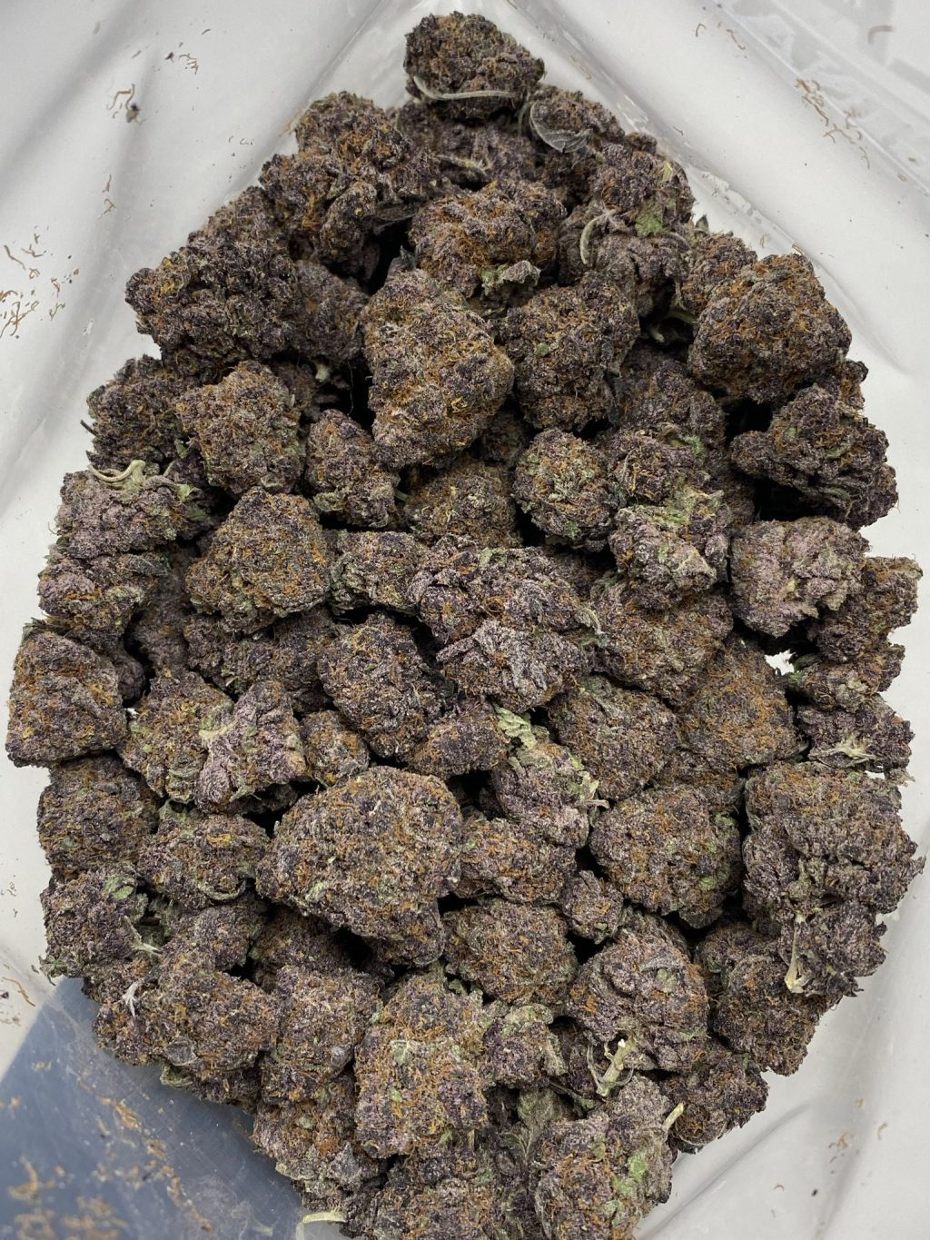 Tropicana Cookies strain, purple buds