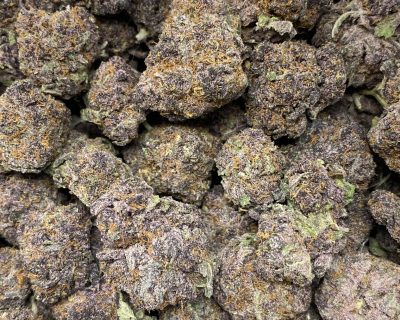 Tropicana Cookies strain, purple buds