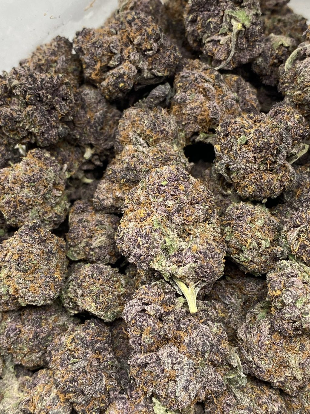 Tropicana Cookies strain, purple buds