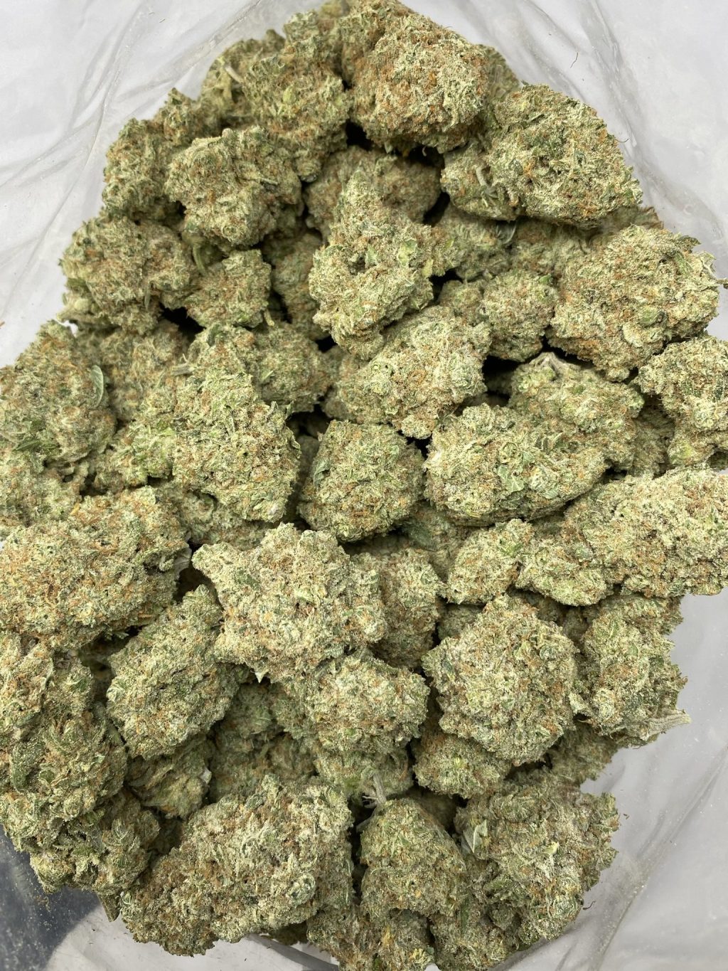 golden goat strain