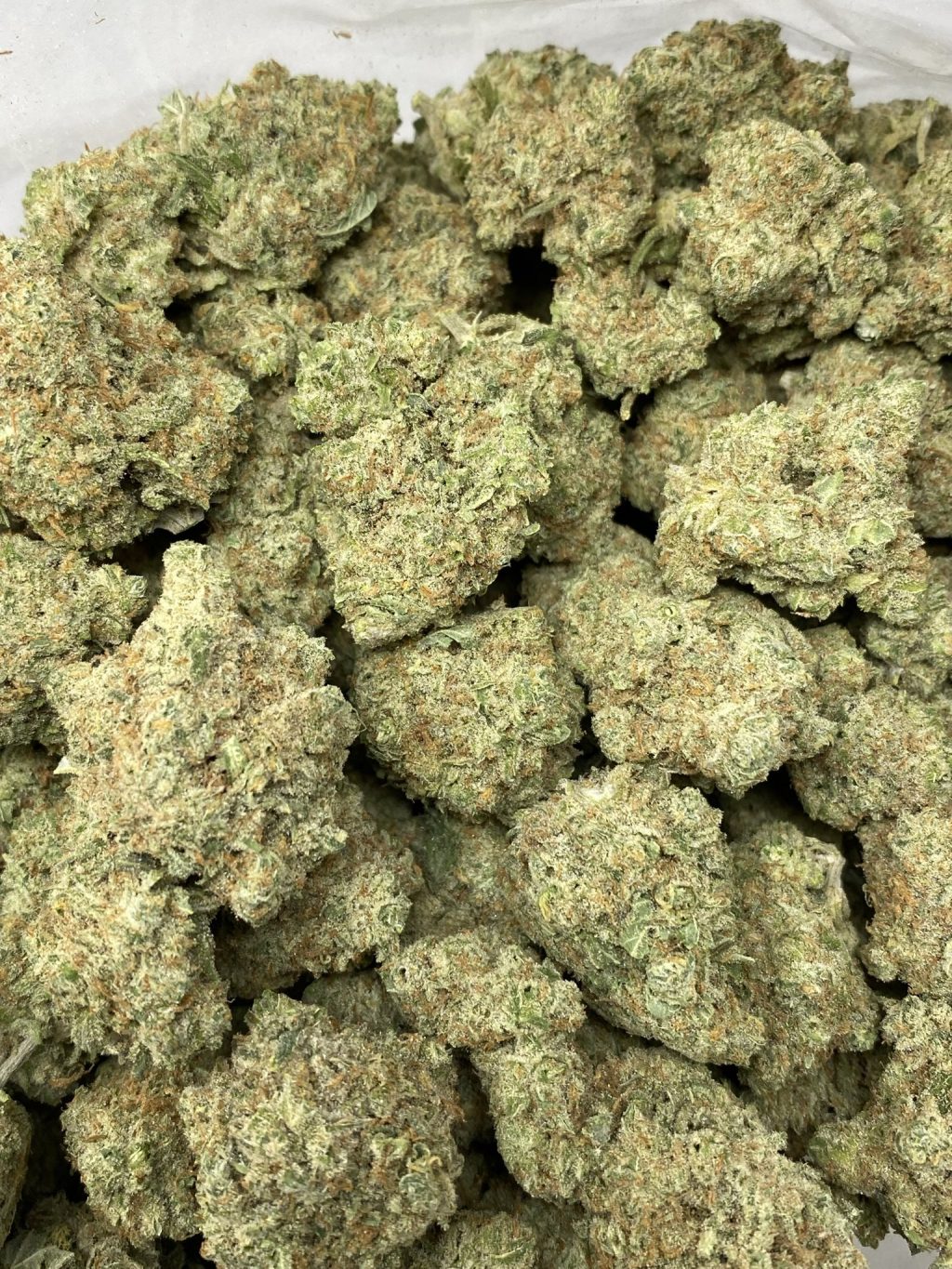 golden goat strain