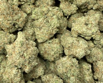golden goat strain