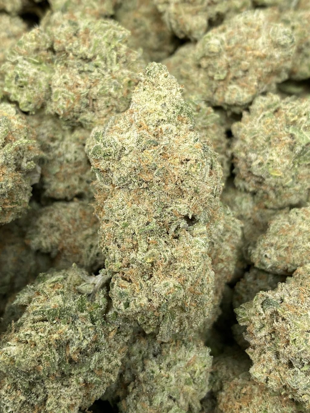 golden goat strain