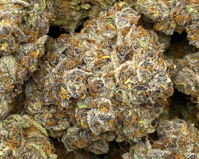 Colombian jack