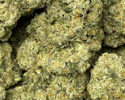 GHOST BISCOTTI