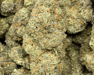 MAUI RUNTZ
