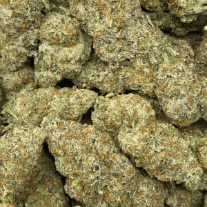 JELLY DONUTZ (EXOTIC) - Image 1