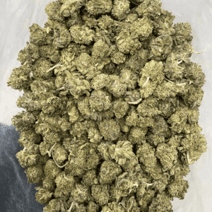 OBAMA RUNTZ (SMALLS) (EXOTIC) - Image 3