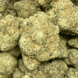 GASTRO POP (EXOTIC) - Image 1