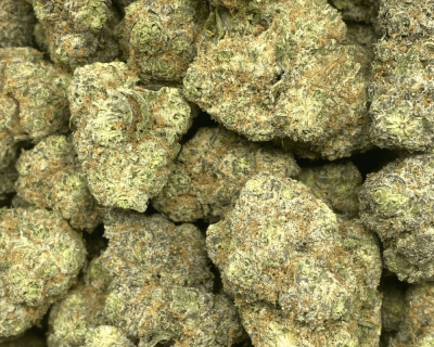 GASTRO POP (EXOTIC) - Image 2