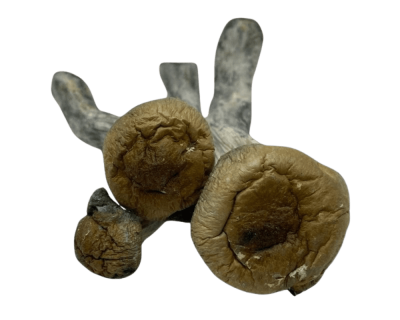 BLUE MEANIES - MUSHROOM - FULL LB - Image 3