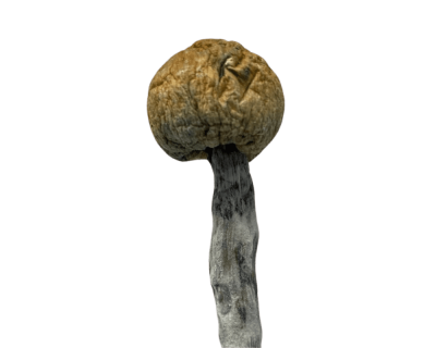 BLUE MEANIES - MUSHROOM - FULL LB - Image 2