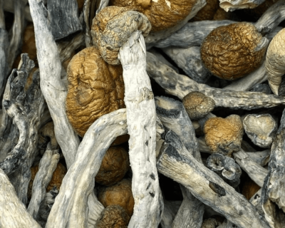 BLUE MEANIES - MUSHROOM - FULL LB - Image 1