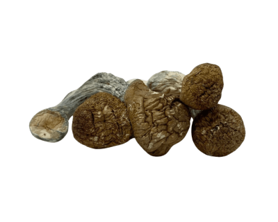 CODE BLUE - PSILOCYBIN MUSHROOMS - Image 3