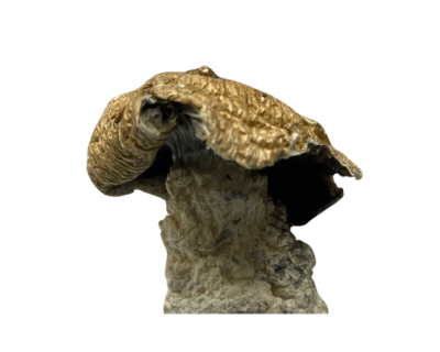 JEDI MIND FUCK - PSILOCYBIN MUSHROOMS - Image 2