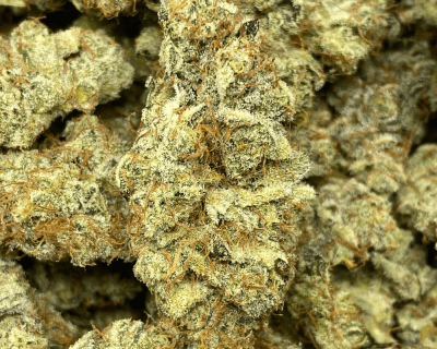 LEMON CONGO