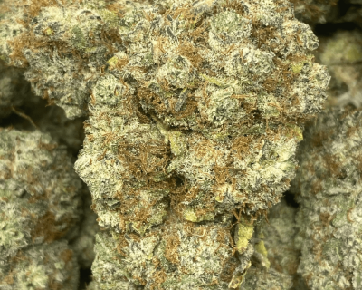 STRAWBERRY GLUE (EXOTIC) - Image 1
