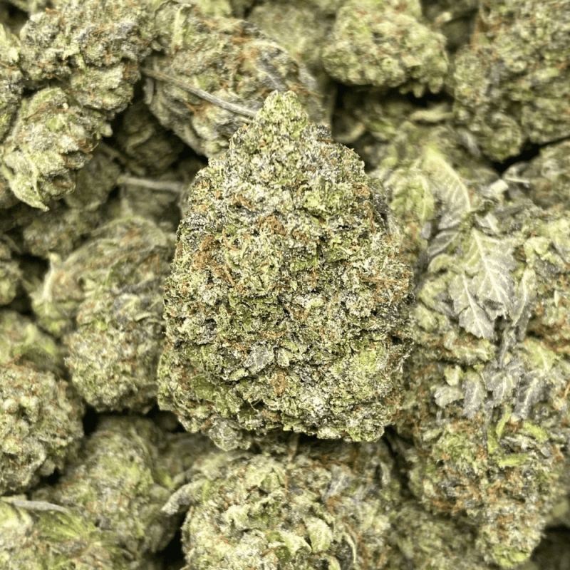 GREASY ROCKSTAR SMALLS (3) Greasy Rockstar Smalls