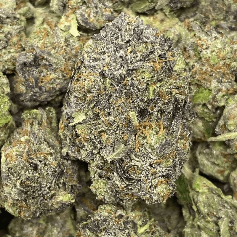 HINDU KUSH SMALLS (3) HINDU KUSH SMALLS