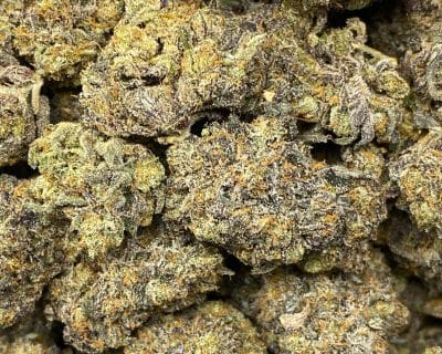 SCROOGE #3 (EXOTIC) (HEAVY PIGEON SALE) - Image 2