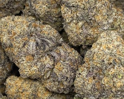 PEANUT BUTTER ROCKSTAR (EXOTIC) - Image 2