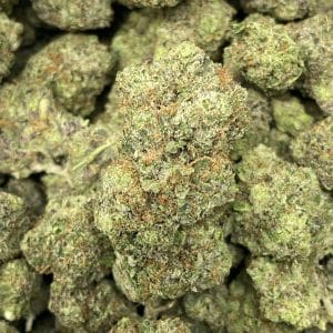 12 WEEK ROCKSTAR (GAS DEAL) - Image 1