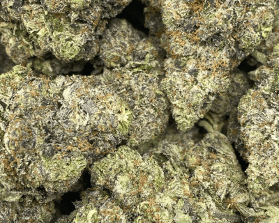 GRISELDA BLANCO (MEGA GAS) - Image 2