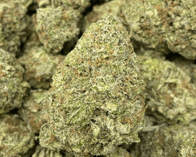 Sugar Black Rose