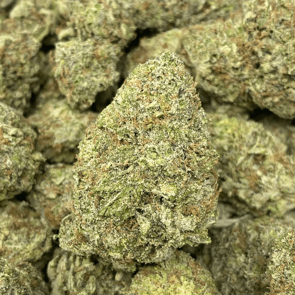Sugar Black Rose