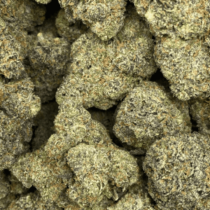 SUNSET RUNTZ (EXOTIC) - Image 2