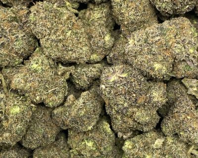 BLACK RUNTZ (EXOTIC) - Image 3