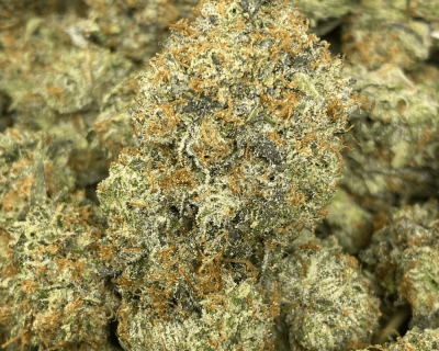 EL CHAPO
