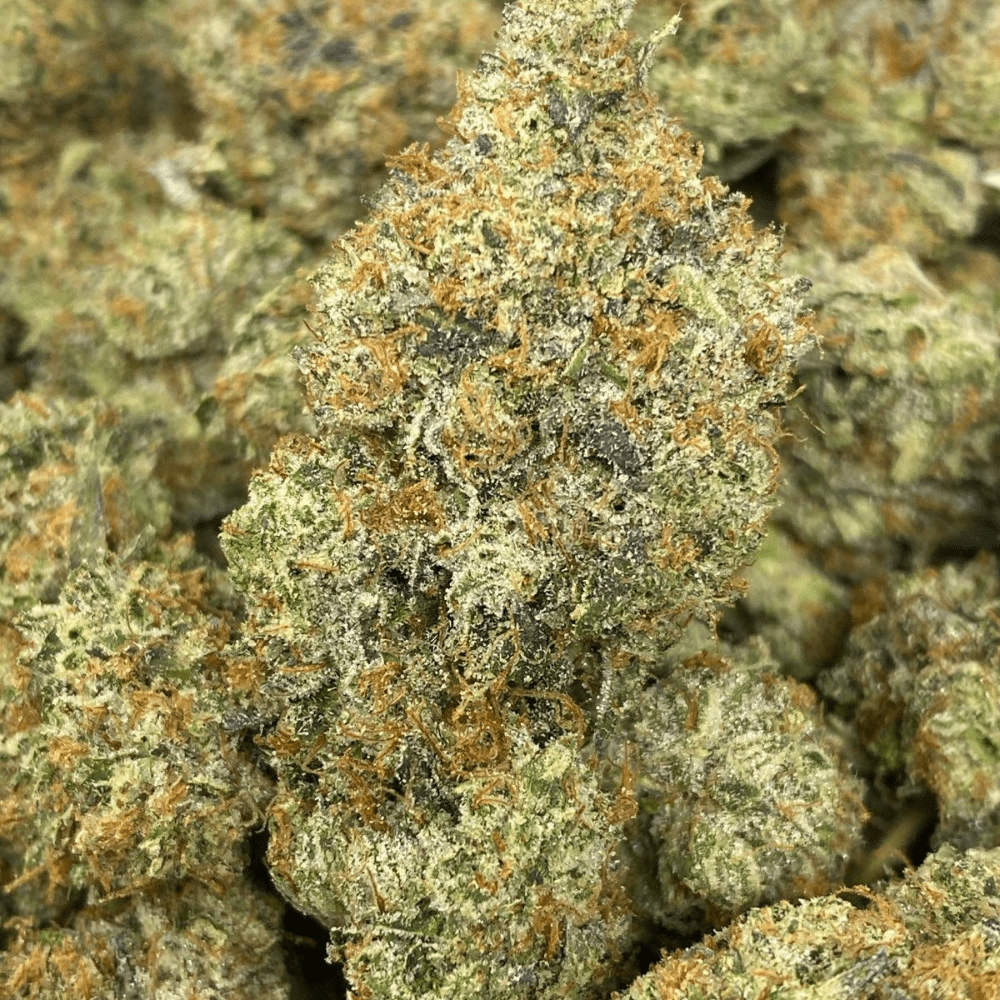 EL CHAPO