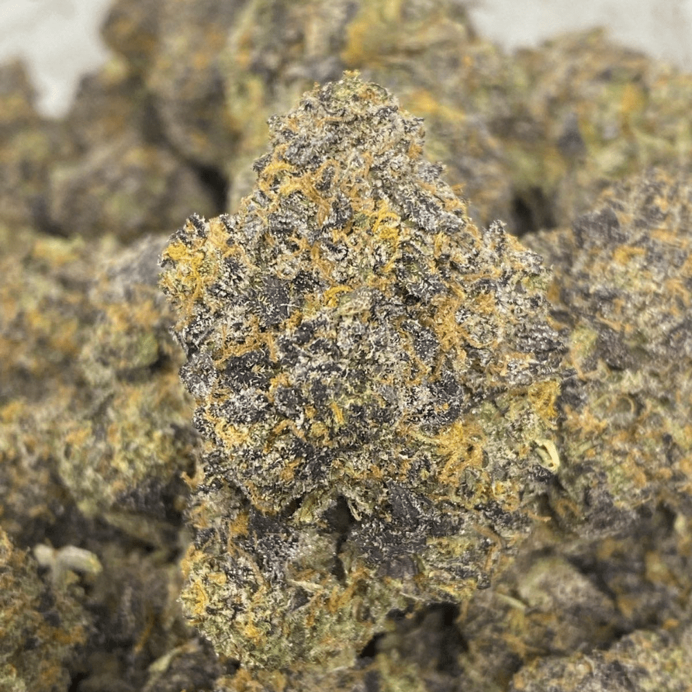 GELATO 33 LSO (TERPY VIBES)