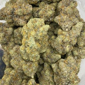 GORILLA GIRL SCOUT (EXOTIC DEAL) - Image 3