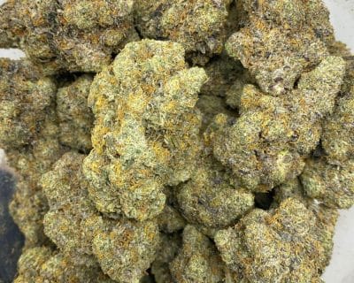 GORILLA GIRL SCOUT (EXOTIC DEAL) - Image 3
