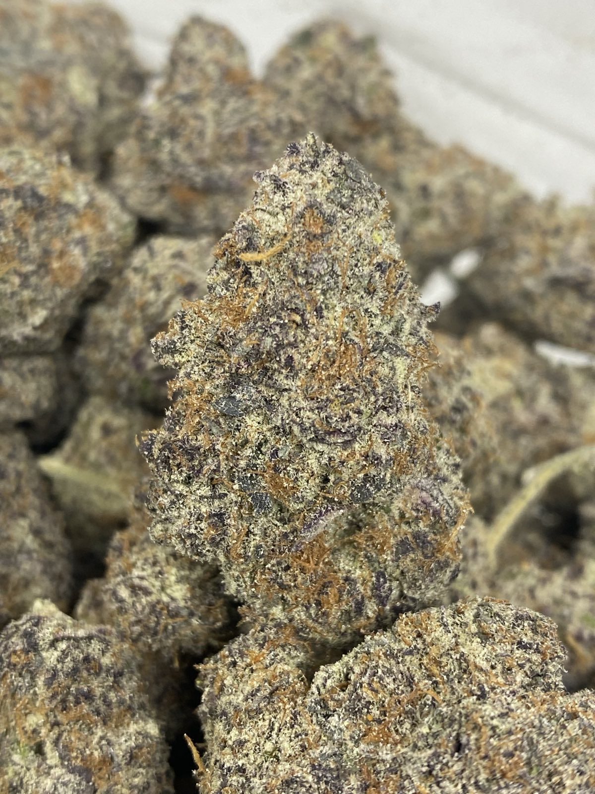 TROPICANNA COOKIES LSO (TERPY VIBES)