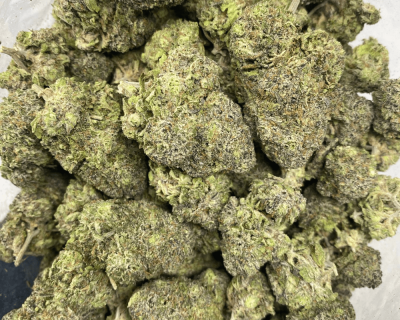KHALIFA MINTZ (EXOTIC) - Image 3