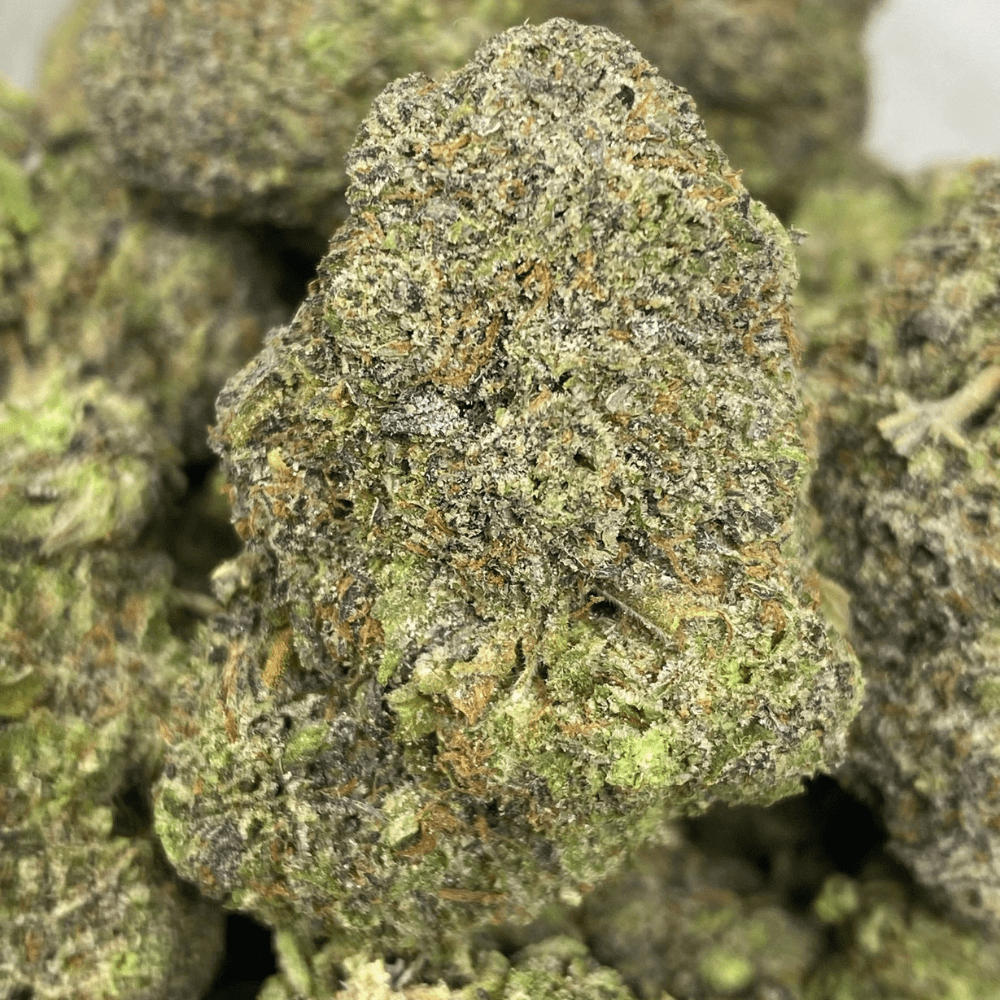 KHALIFA MINTZ (EXOTIC)