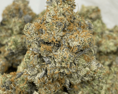 BLACK TUNA (MEGA GAS)