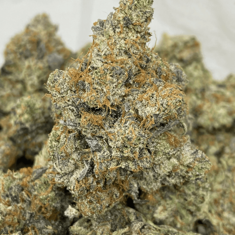 BLACK TUNA (MEGA GAS)